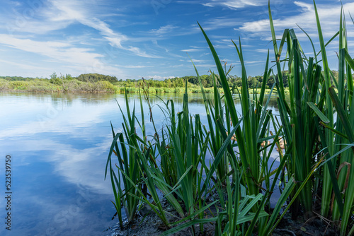 grass field on the water