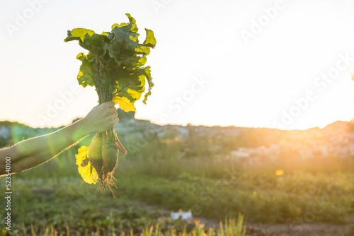 hand holding a beetroot