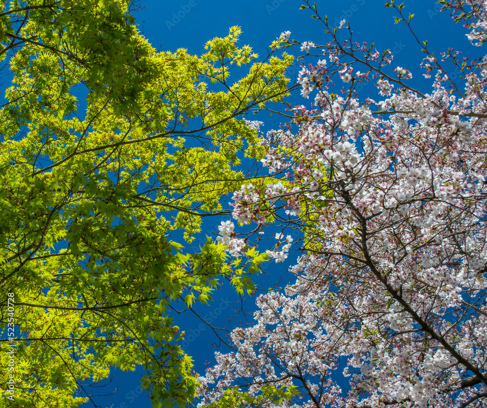 Fototapeta premium maple and cherry blossom in spring