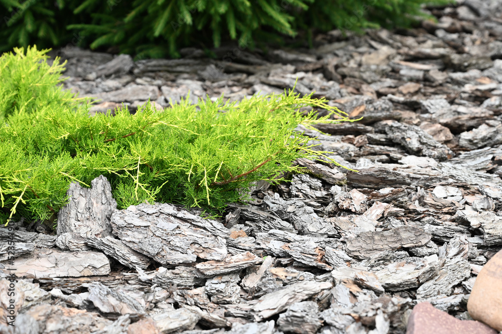 Mulching in landscape design. Garden and terrace design with a modern mix of construction material and various plants Mulching in landscape design. Garden and terrace design with a modern mix of construction material and various plants