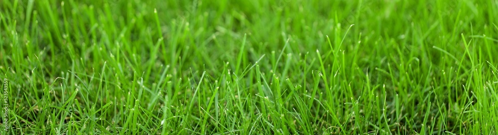 Fresh bright green grass on lawn. Stadium grass. Trimmed lawn grass Fresh bright green grass on lawn. Stadium grass. Trimmed lawn grass