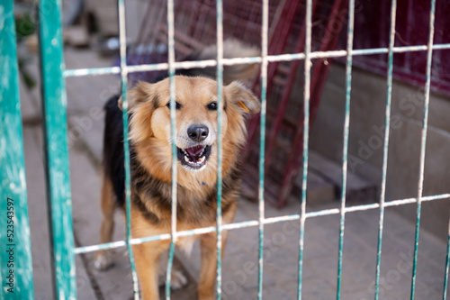 Dog in animal shelter waiting for adoption. Portrait of homeless dog in animal shelter cage.