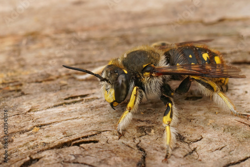 Closeup on a colorful male yellow European woodcarder bee, Anthidium manicatum photo