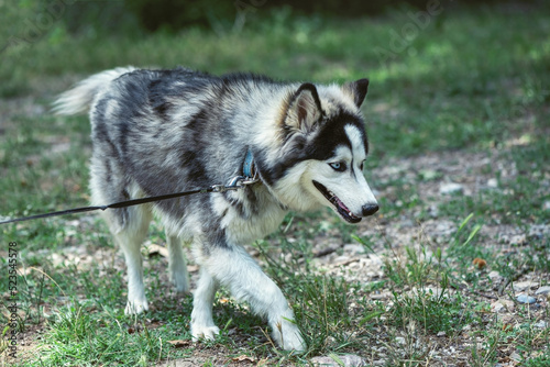 Siberian husky puppy in a  natural park  close up  outdoor photography