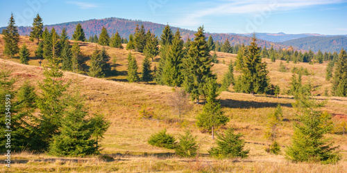 spruce trees on the grassy hills. sunny autumn morning in apuseni national park. travel europe  explore romania landscape