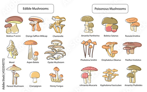 Set of edible and poisonous mushrooms isolated on white background. Boletus porcini, chanterelle, morel, honey fungus, Boletus Satanas, Fly agaric and others. Hand drawn doodle. Pastel colors, vector. photo