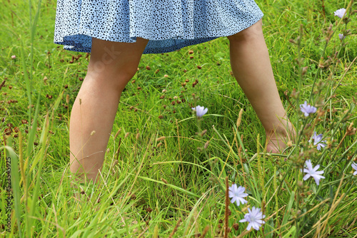 Barefoot girl in summer dress walking on a grass. Young woman enjoying the nature on green meadow with chicory flowers