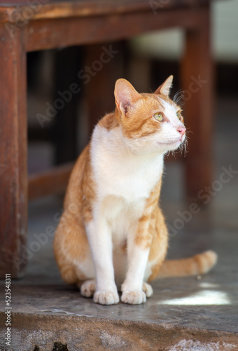 portrait of a cat