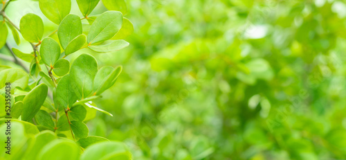 close-up soft light guaiacum officinale green leaves blur background.concept for natural design photo