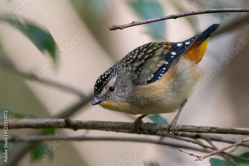 Spotted pardalote (Pardalotus punctatus) perched in the forest, NSW, Australia photo