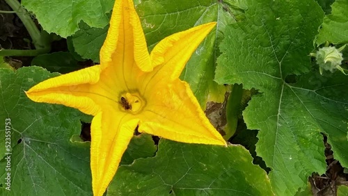 Abejas recolectando polen de unas flores de calabacín