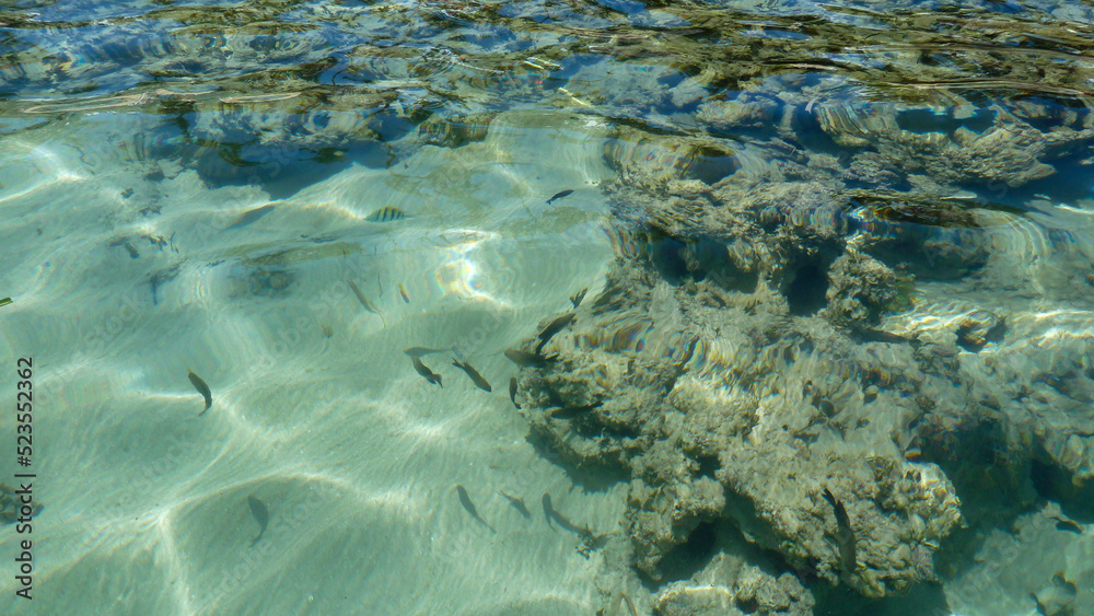 Obraz premium Fringing reef in the sea. 