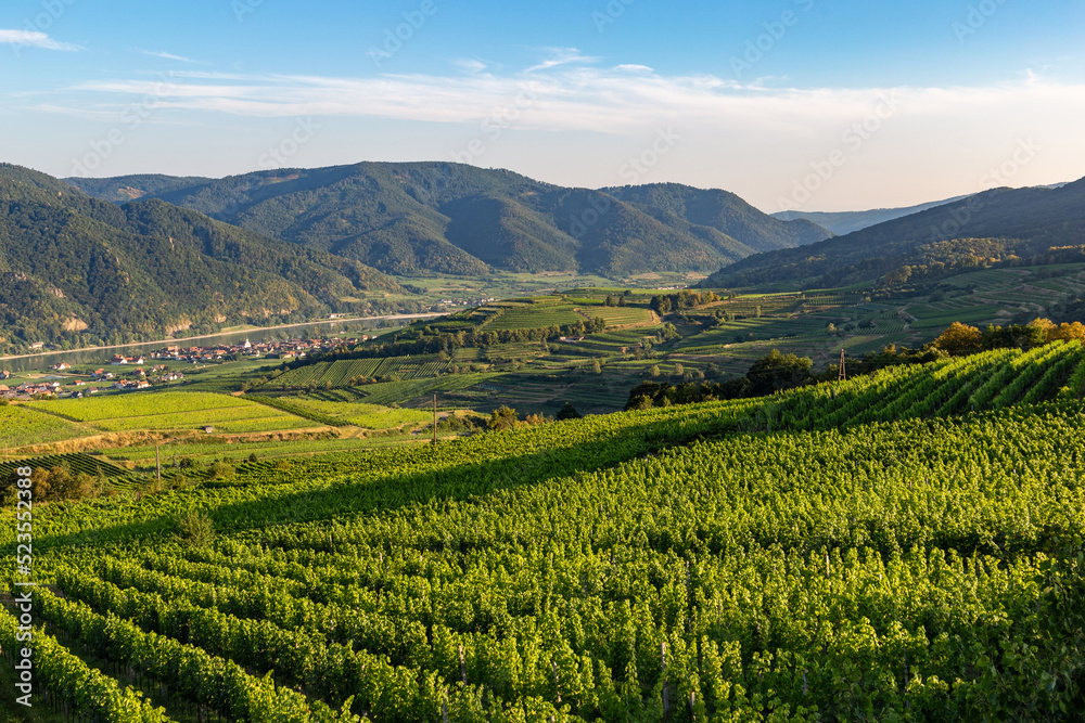 Picturesque landscape with vineyards in Wachau valley. Krems region. Lower Austria