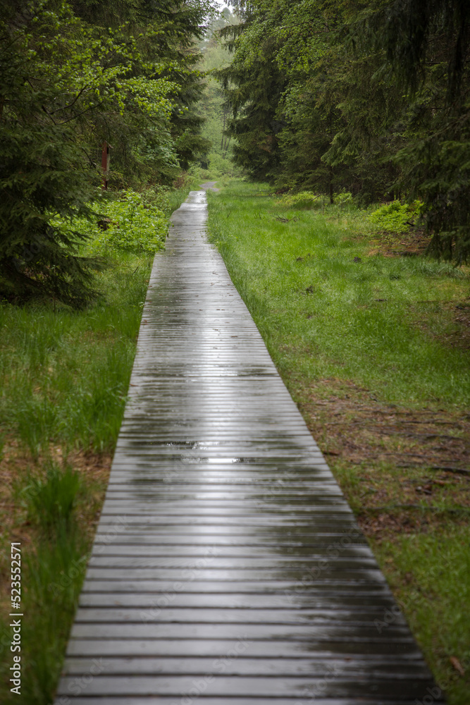 national, old, scenic, europe, rural, grass, view, natural, travel, forest, path, nature, bridge, wood, wooden, tree, park, green, road, walkway, landscape, trees, trail, way, woods, pathway, summer, 