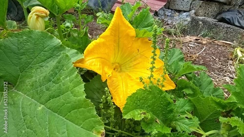 flores de calabacín