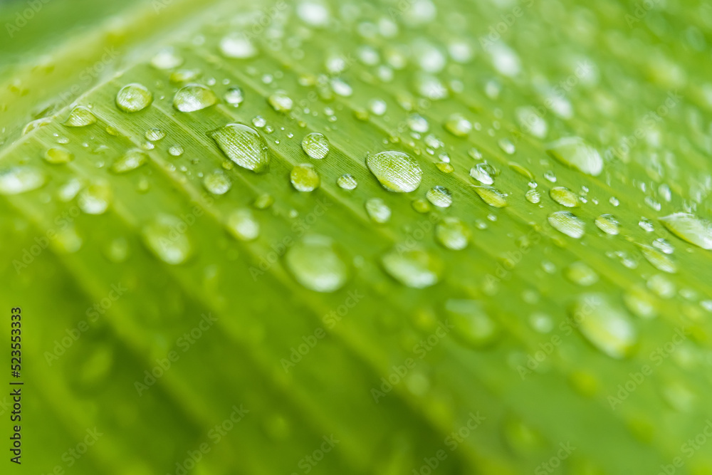 Macro closeup of Beautiful fresh green leaf with drop of water in morning sunlight nature background. Macro closeup of Beautiful fresh green leaf with drop of water in morning sunlight nature background.