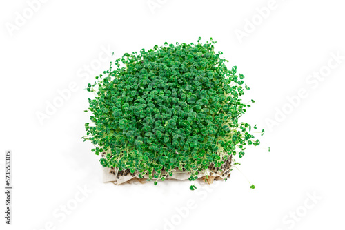 Beautiful green young sprouts of chia (Salvia hispanica) grown for eating. White background. Close up. photo