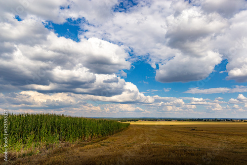 Corn field on blue sky background.