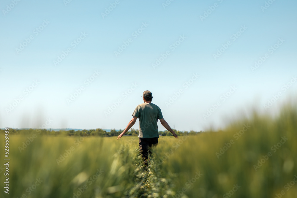Rear view of middle-aged farm worker wearing green trucker hat and t-shirt walking through cultivated barley crops field on sunny spring day Rear view of middle-aged farm worker wearing green trucker hat and t-shirt walking through cultivated barley crops field on sunny spring day