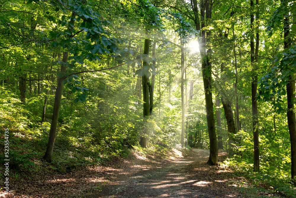 Fototapeta premium Hiking trail in summer forest