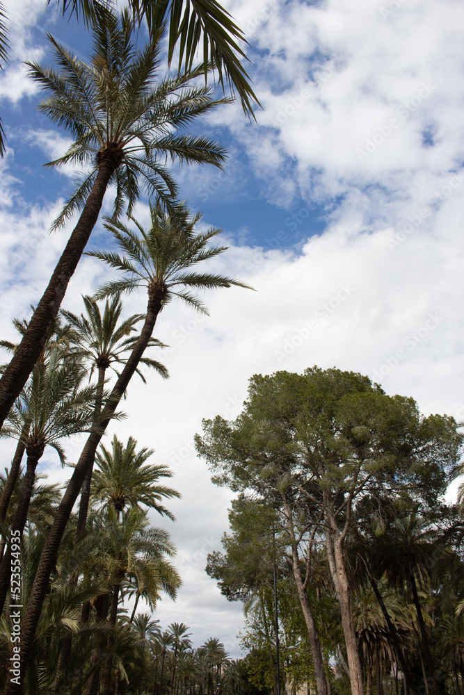 Vega Baja del Segura - Orihuela - El Palmeral y su entorno Vega Baja del Segura - Orihuela - El Palmeral y su entorno
