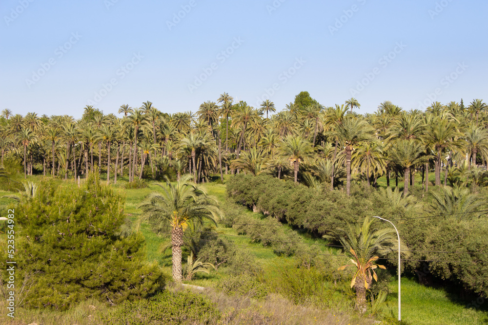 Obraz premium Vega Baja del Segura - Orihuela - El Palmeral y su entorno