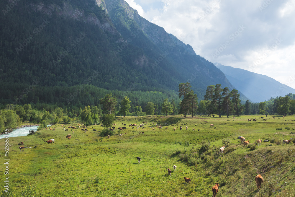 Cows grazing in a clearing near a mountain river. Beautiful view of the river and mountains