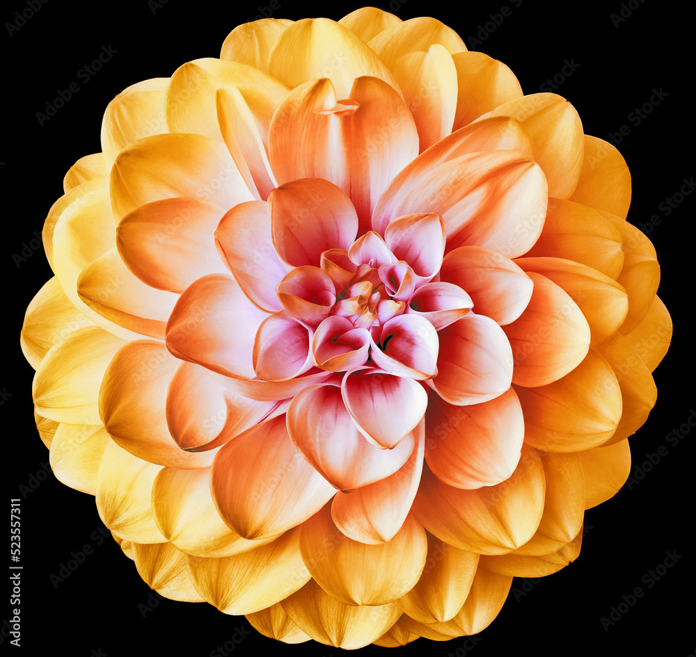Yellow dahlia flower on black isolated background with clipping path. Closeup. For design. Nature. Yellow dahlia flower on black isolated background with clipping path. Closeup. For design. Nature.