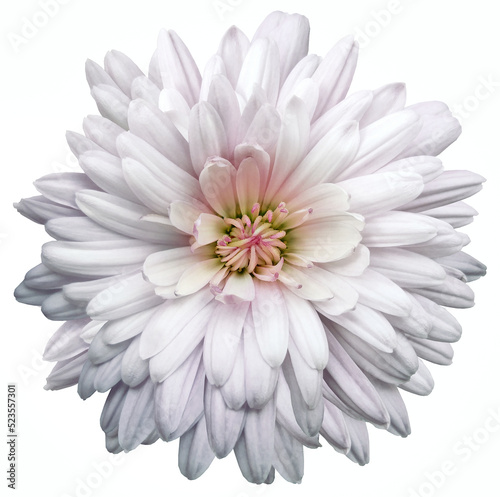Fototapeta Naklejka Na Ścianę i Meble -  White  chrysanthemum.  Flower on a white isolated background with clipping path.  For design.  Closeup.  Nature.