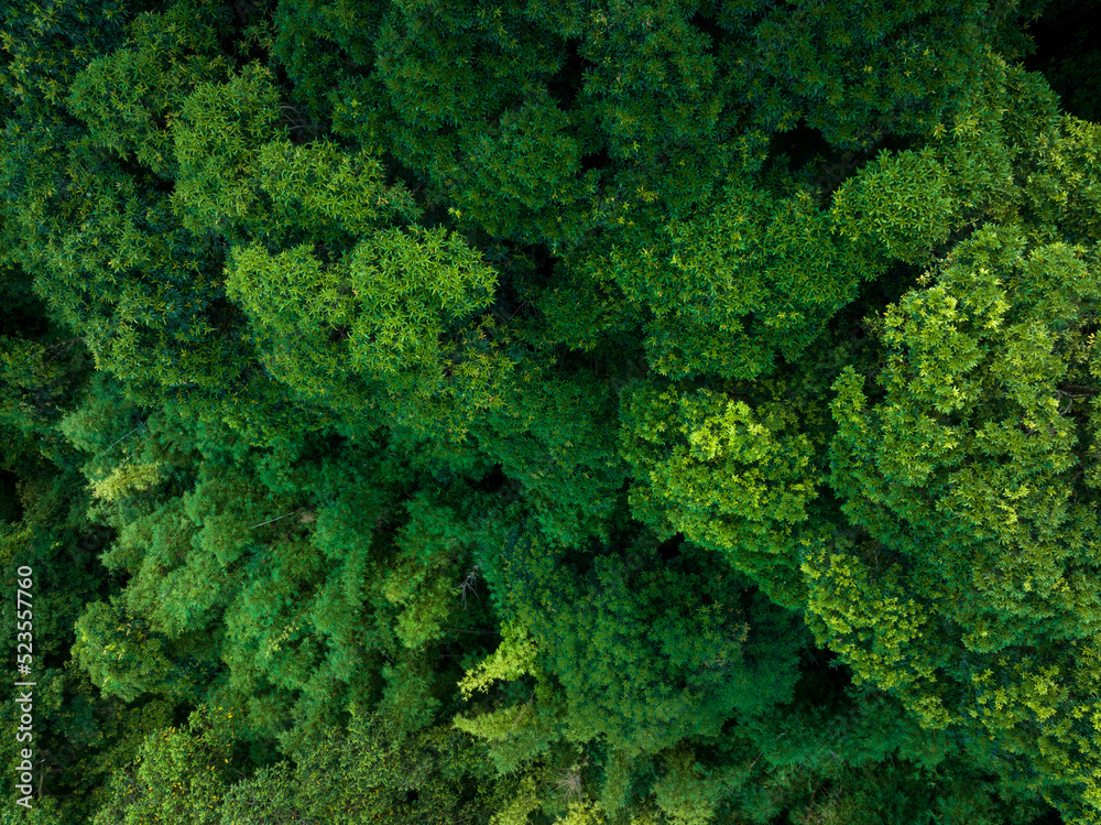 Aerial view tropical forest in summer