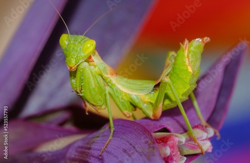 European dwarf mantis insect, Ameles spallanzania photo