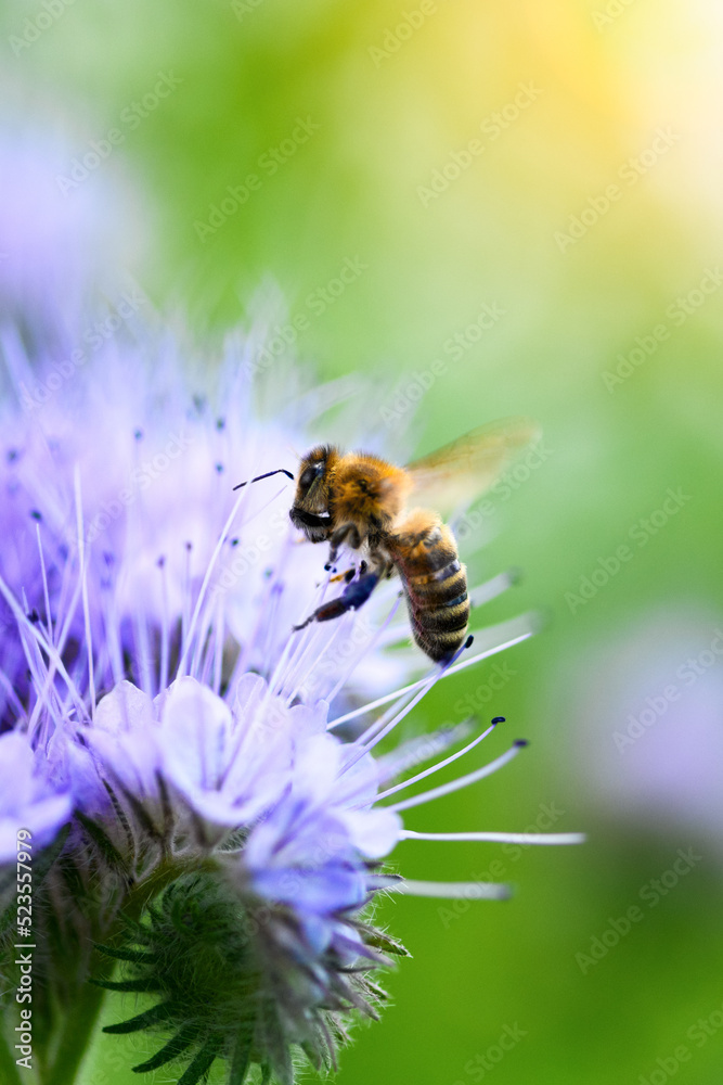 Bee and flower phacelia. Close up flying bee collecting pollen from phacelia on a sunny day on a green background. Phacelia tanacetifolia (lacy). Summer and spring backgrounds Bee and flower phacelia. Close up flying bee collecting pollen from phacelia on a sunny day on a green background. Phacelia tanacetifolia (lacy). Summer and spring backgrounds