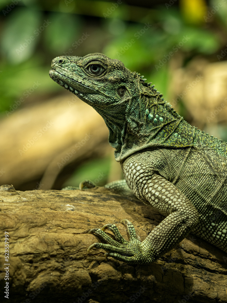 Detail of the head and front legs of a lizard on a trunk. Detail of the head and front legs of a lizard on a trunk.