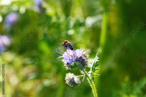 Bee and flower phacelia. Flying bee collecting pollen from phacelia against the backdrop of greenery. Phacelia tanacetifolia (lacy). Summer and spring backgrounds