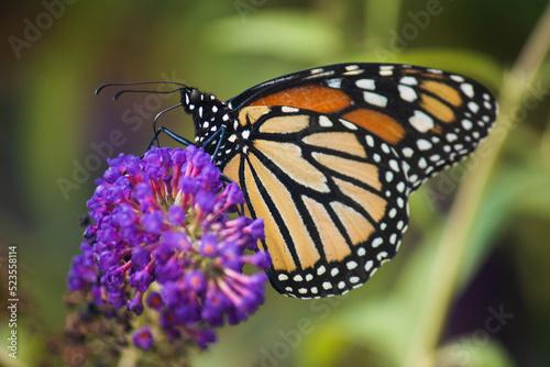 monarch butterfly on a flower © Carlyle Photography