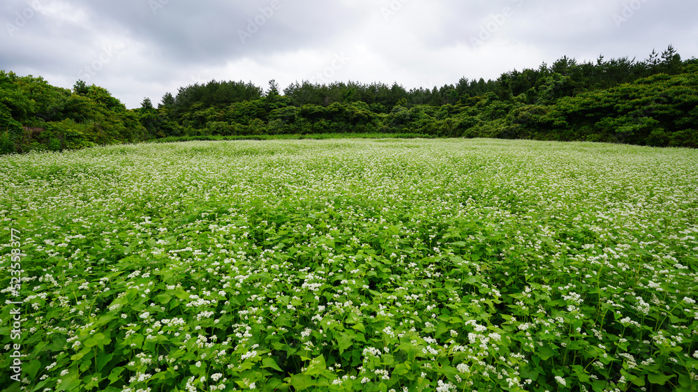 field of buckwheat flower and sky
