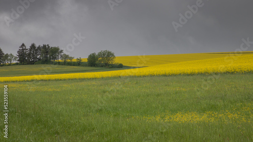 meadow and rapeseed field in the rain