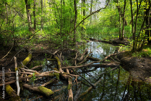 Wetlands In Kampinos Forest In Poland