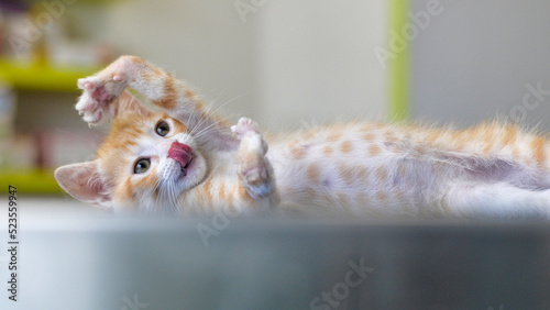 2 months old handicapped kitten  at the vet