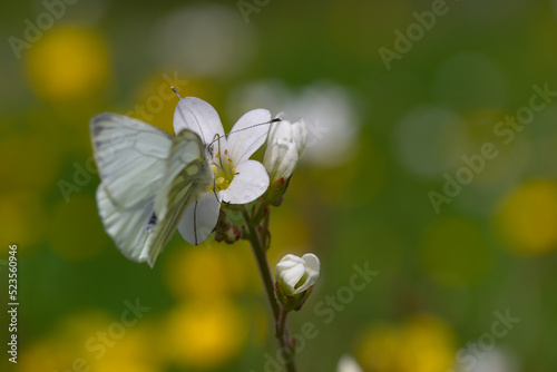 Macro of aporia crataegi butterfly on white flower © Loïc-Photo