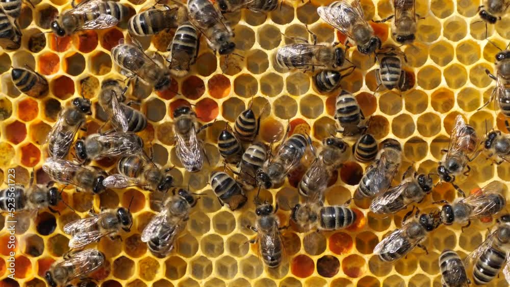 Flower pollen, nectar and honey in comb. The bees bring nectar to the hive and fill the honeycomb with it.
Flower pollen, nectar and honey in comb. The bees bring nectar to the hive and fill the honeycomb with it.
