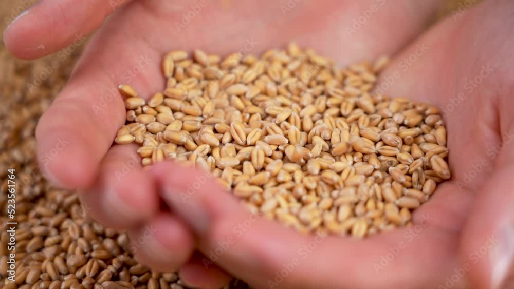 The hands of a young farmer full of golden wheat grains of fresh harvest. The fall of raw seeds in slow motion close-up The hands of a young farmer full of golden wheat grains of fresh harvest. The fall of raw seeds in slow motion close-up