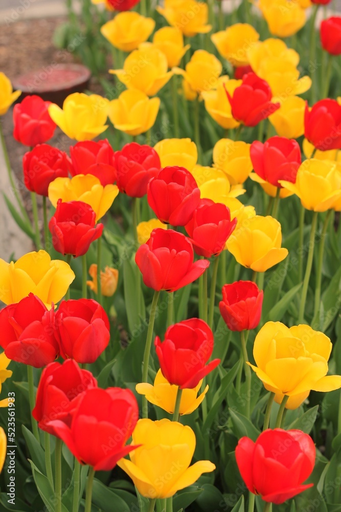 red and yellow tulips red and yellow tulips