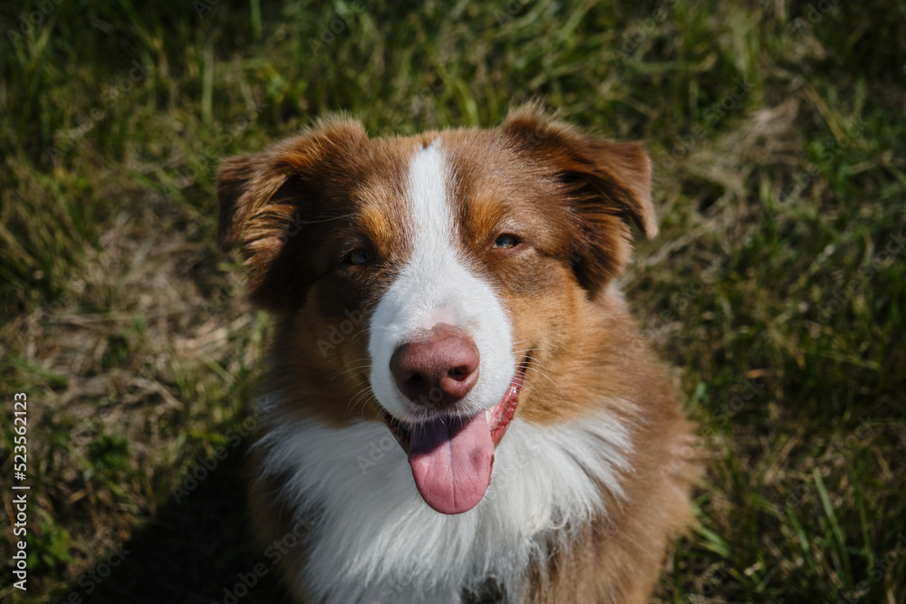 Beautiful chocolate colored Aussie puppy poses in summer park. Portrait of brown purebred young dog. The concept of pets. Australian Shepherd sits in green grass top view.
