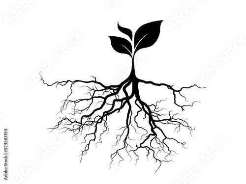 tree with roots