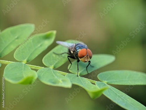 fly on leaf © abdul