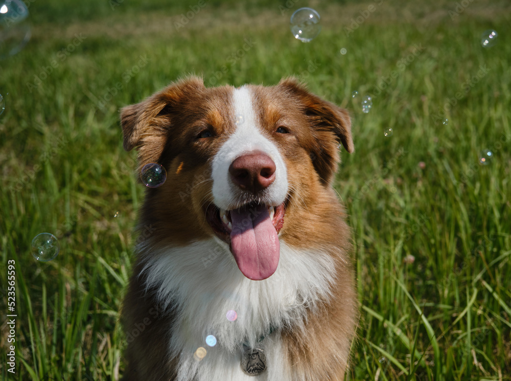 Australian Shepherd dog sitting in green grass, soap bubbles flying nearby. Portrait of brown purebred young dog. The concept of pets. A beautiful chocolate colored Aussie puppy poses in summer park.