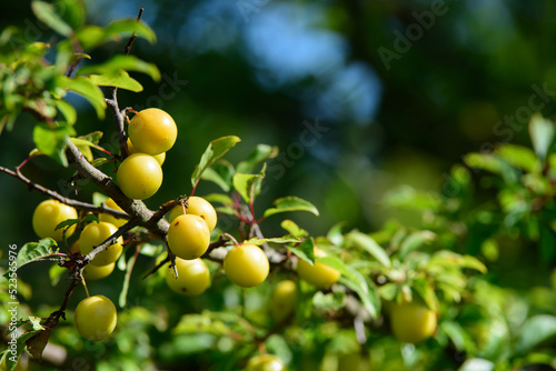 yellow plums on a beautiful tree branch on a sunny summer day with a blue sky