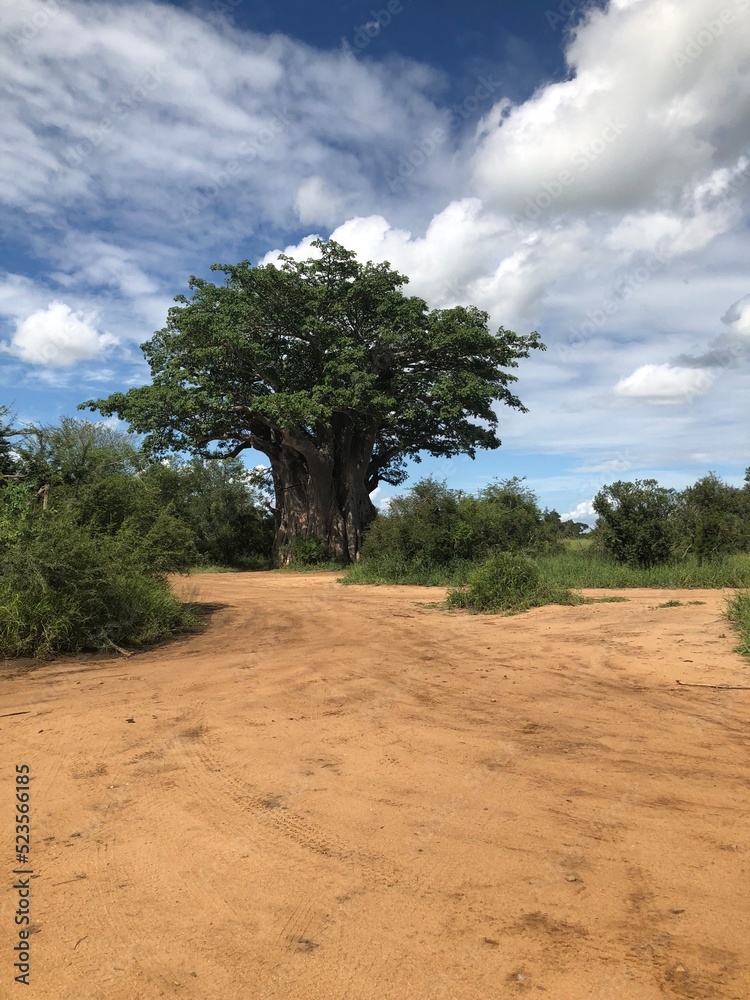 Tree of Life - Kruger