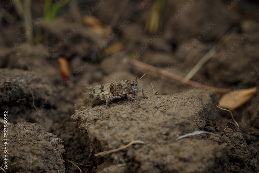 The blue-winged grasshopper, Oedipoda caerulescens camouflaged on the ground, soft focused macro shot